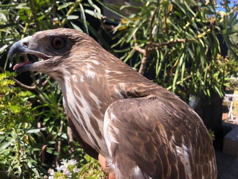 Un águila es liberada en Gran Canaria tras tres años de recuperación