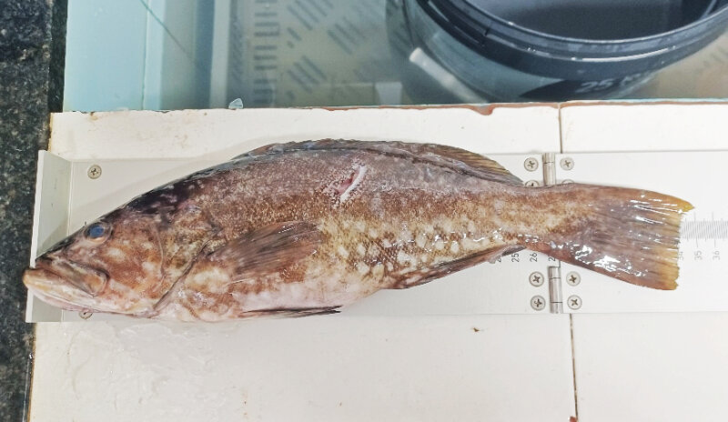 Uno de los ejemplares intervenidos en la inspección pesquera 