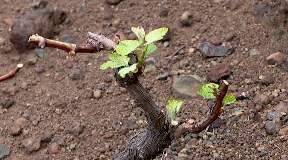Descubiertas 6  variedades de uva en El Hierro