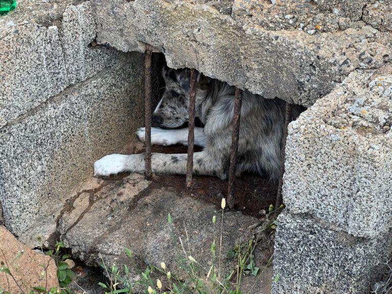 Rescatan en Arrecife a un perro atrapado en un aljibe