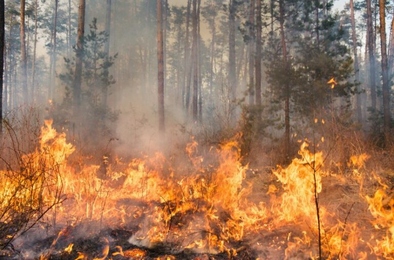 Bomberos se forman en Gran Canaria para combatir incendios urbanos forestales