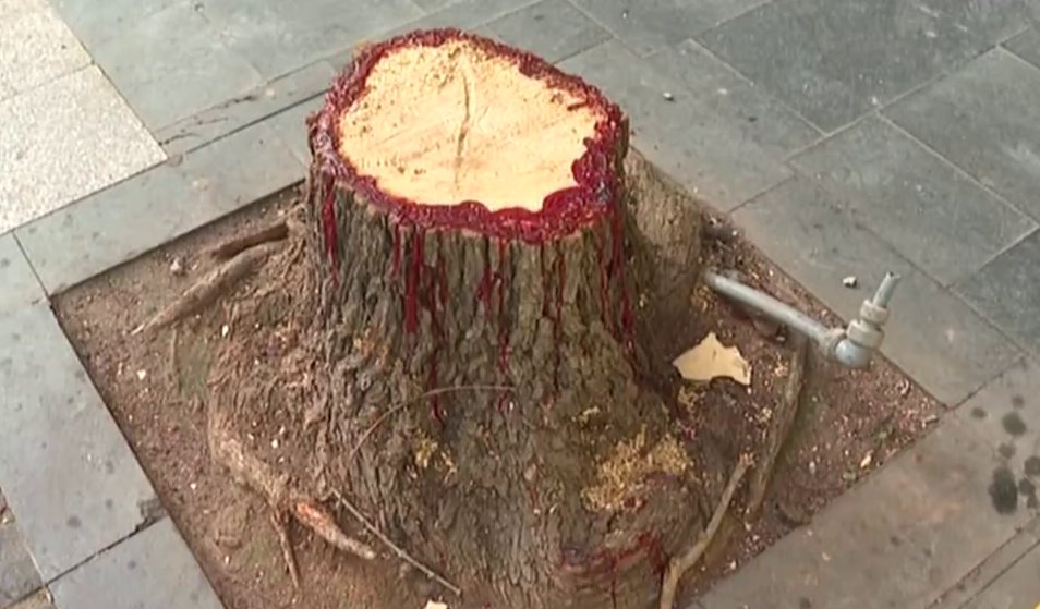 Imagen de uno de los árboles talados en las calles de Valverde, en El Hierro