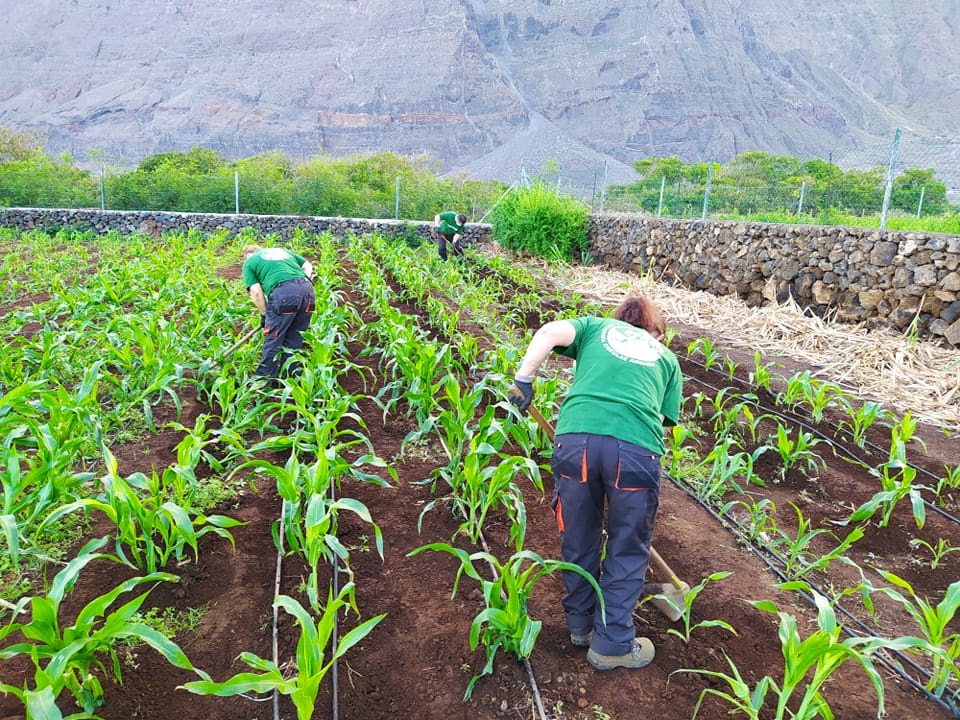 Canarias Radio aborda la agricultura en el Hierro en el Foro Cajasiete este martes 7 de mayo a las 17:00 horas