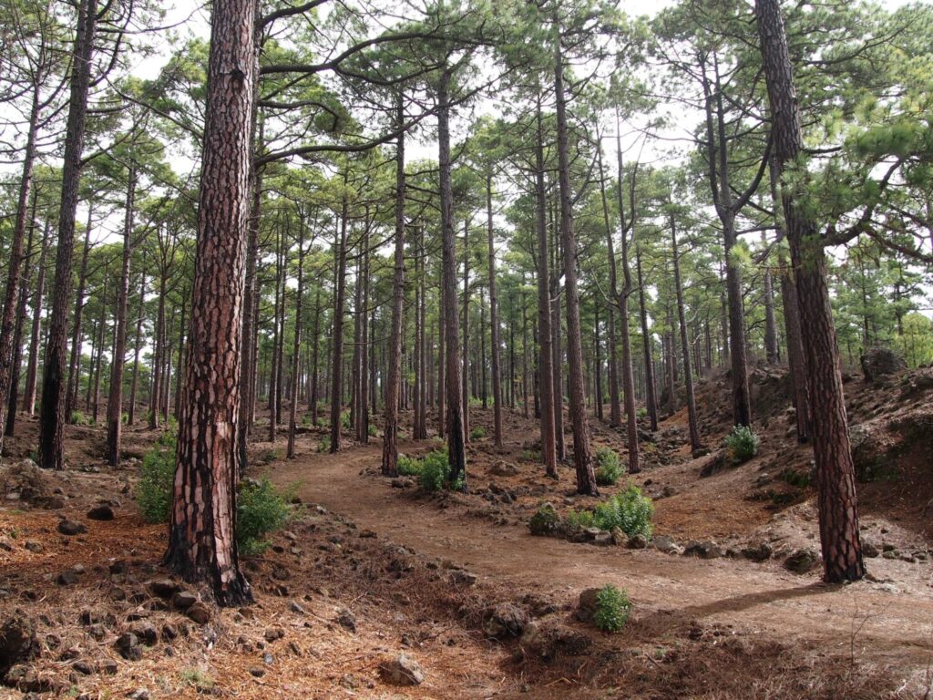 Montes de la comarca oeste de Tenerife. Imagen Cabildo de Tenerife