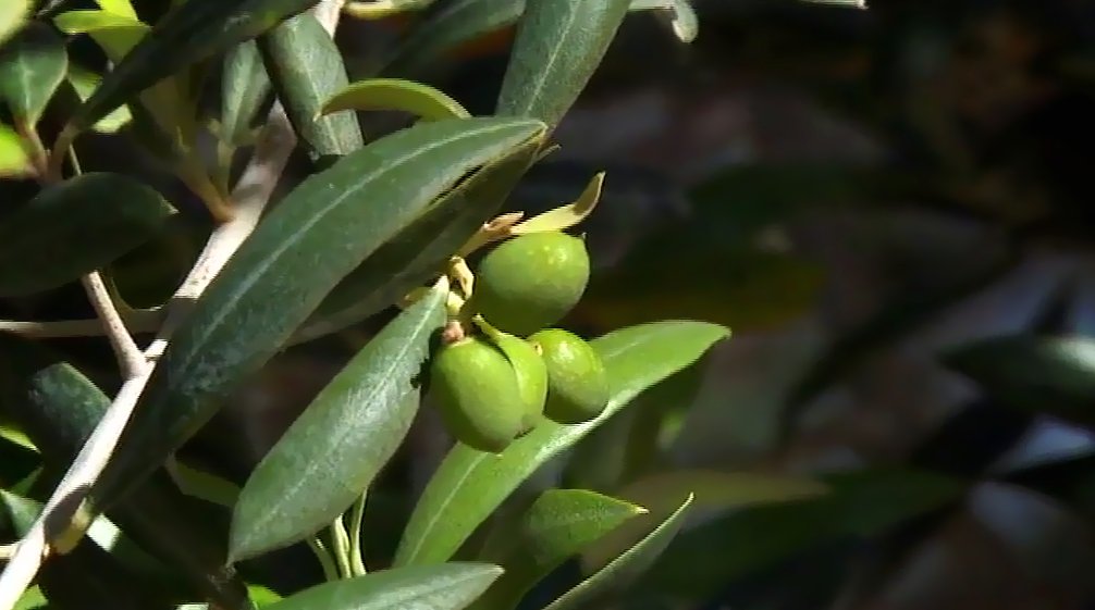 El cultivo del olivo ha pasado de ser residual a convertirse en una industria en expansión con la elaboración de aceite de oliva canario