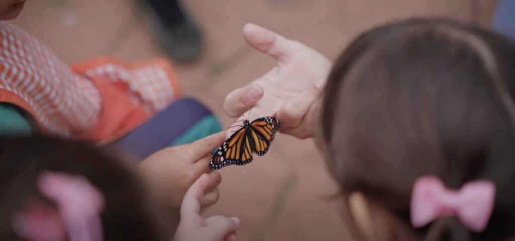 Las Palmas de Gran Canaria busca aumentar el número de ejemplares de mariposas monarca que sobrevuelan la ciudad / Ayuntamiento de Las Palmas de Gran Canaria 