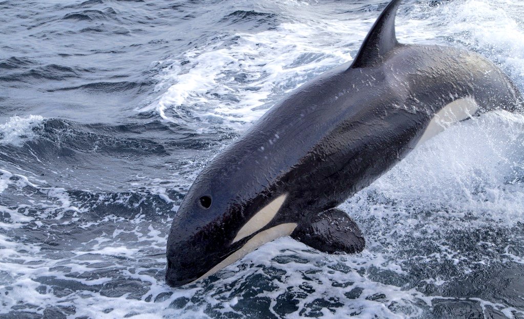 Nuevas recomendaciones a navegantes en caso de encuentros con orcas
