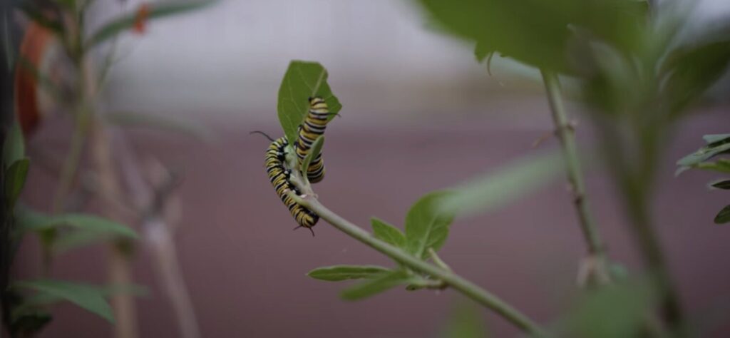 Desde el Ayuntamiento de Las Palmas de Gran Canaria animan a plantar asclepias para ayudar a la reproducción de la mariposa monarca 