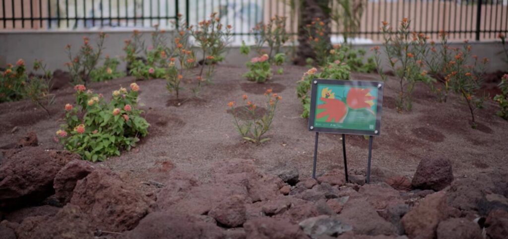 Diez refugios se han instalado para potenciar el crecimiento de mariposas monarcas en Las Palmas de Gran Canaria / Ayuntamiento de Las Palmas de Gran Canaria 