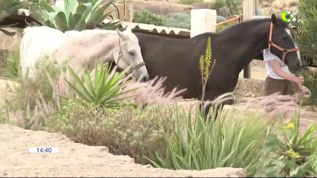 La emergencia hídrica afecta a un santuario de animales en Arico