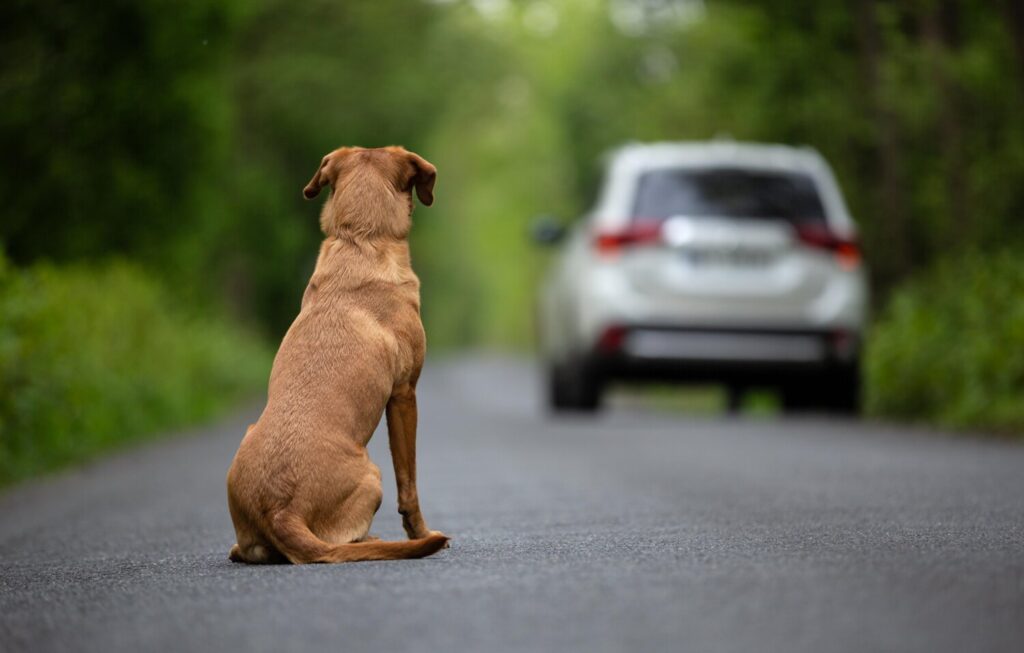 Abandono de un perro. Imagen de recurso Fundación Affinity