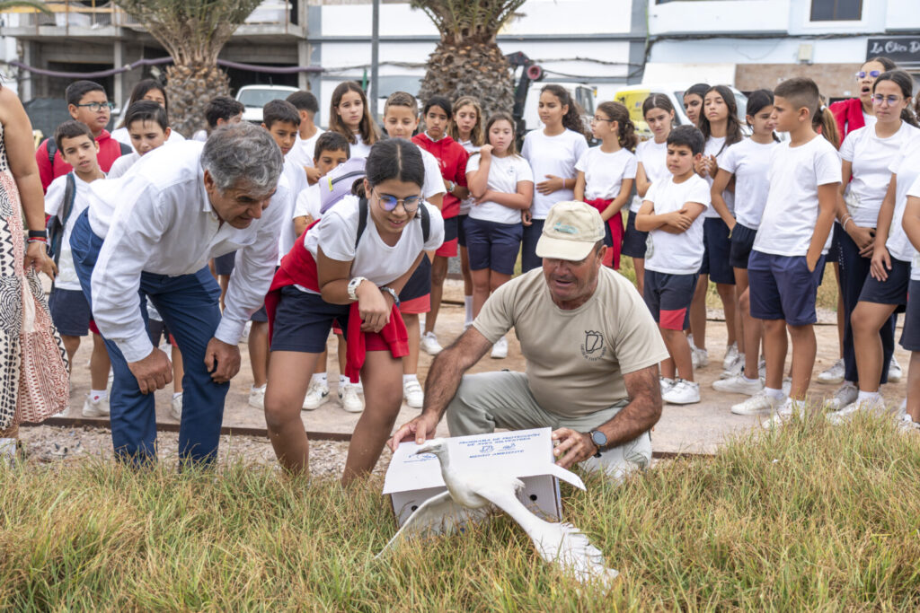 El Cabildo de Fuerteventura ha liberado hoy cinco ejemplares jóvenes de garcilla bueyera (Bubulcus ibis) en el municipio de Puerto del Rosario