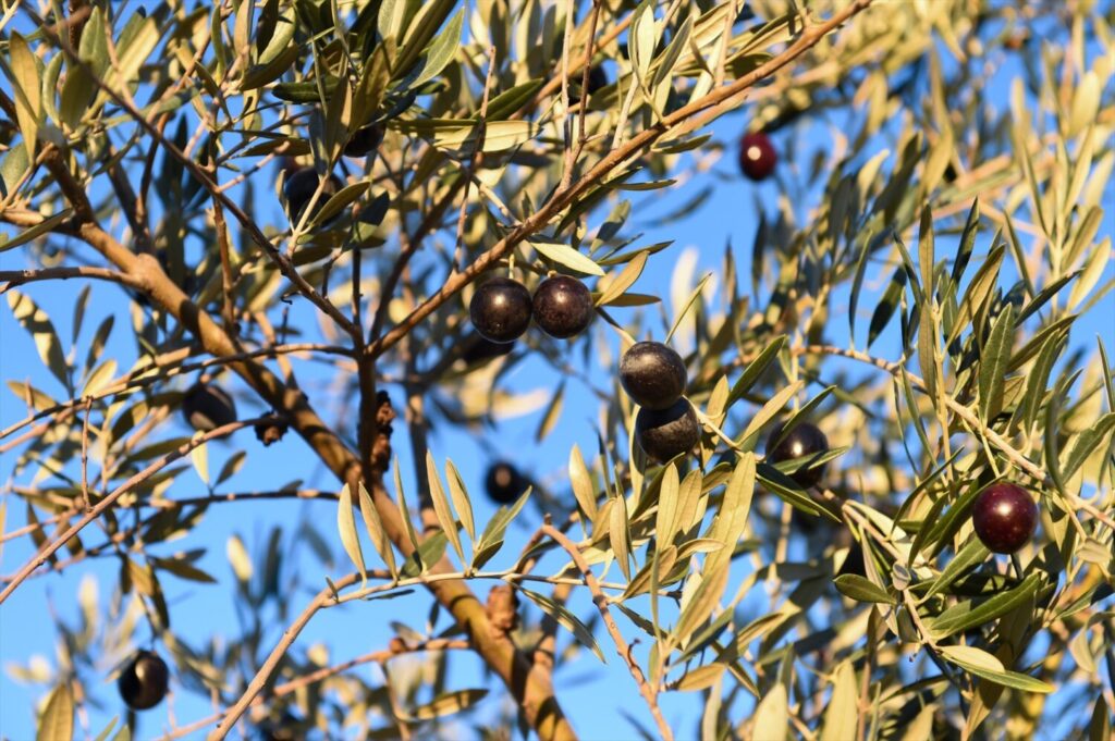 El Gobierno ha anunciado la supresión del Impuesto sobre el Valor Añadido (IVA) al aceite de oliva a partir del próximo 1 de julio