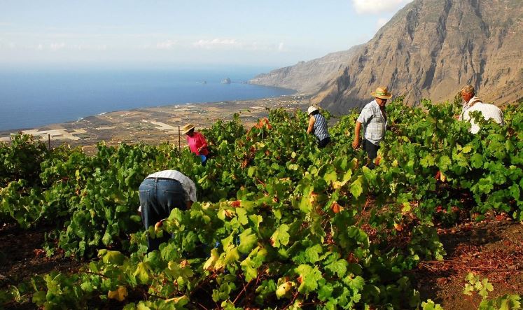 La ULPGC estudia la relación entre la fertilidad del suelo y las propiedades del vino en Canarias