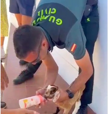 Agentes de la Guardia Civil de Corralejo auxilian a un cabrito en Fuerteventura