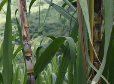 Tenerife recupera el cultivo de la caña de azúcar. Imagen archivo caña de azúcar