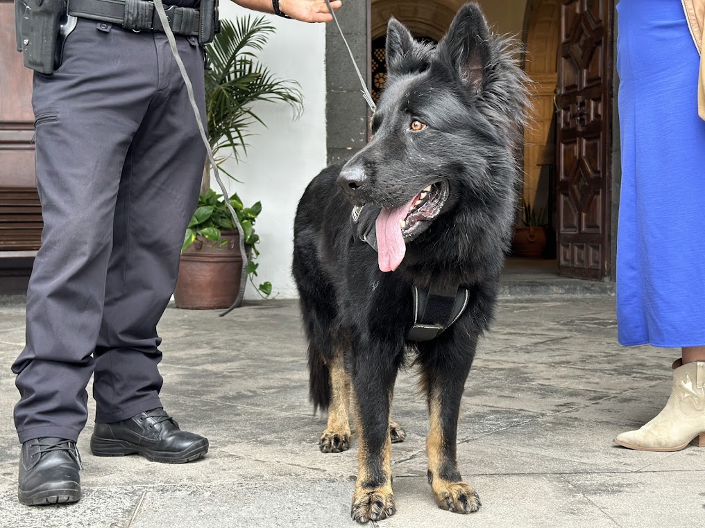 Santa Cruz de La Palma incorpora a un nuevo agente canino a la plantilla