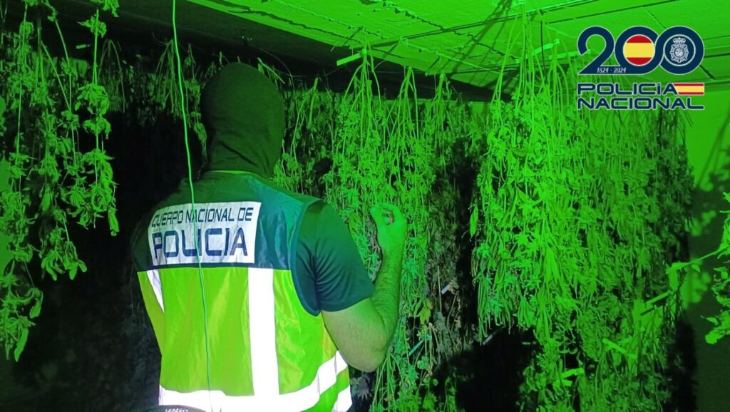 Policia plantas marihuana