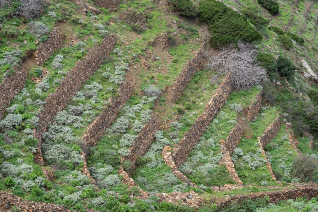 Actualmente, el Banco Insular de Tierras dispone de más de treinta terrenos en oferta para quienes hacer uso de esta iniciativa