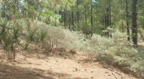 Con la subida de temperaturas, toda prevención es poca, por eso en El Hierro la recogida de pinocha se vuelve fundamental en la campaña contra incendios e incendios