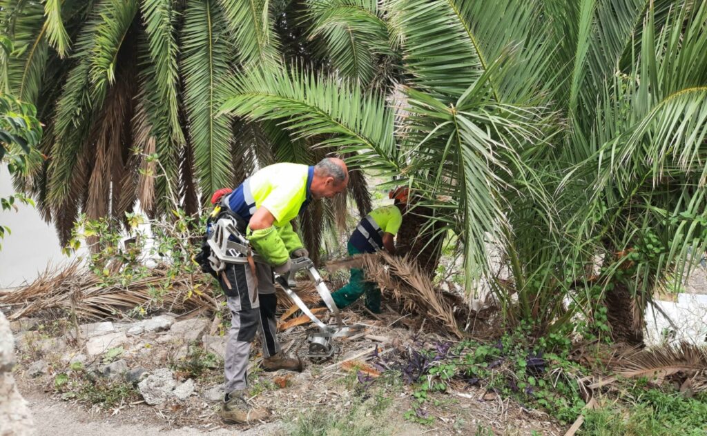 Trabajos de mejora en palmerales. Imagen Cabildo de Tenerife