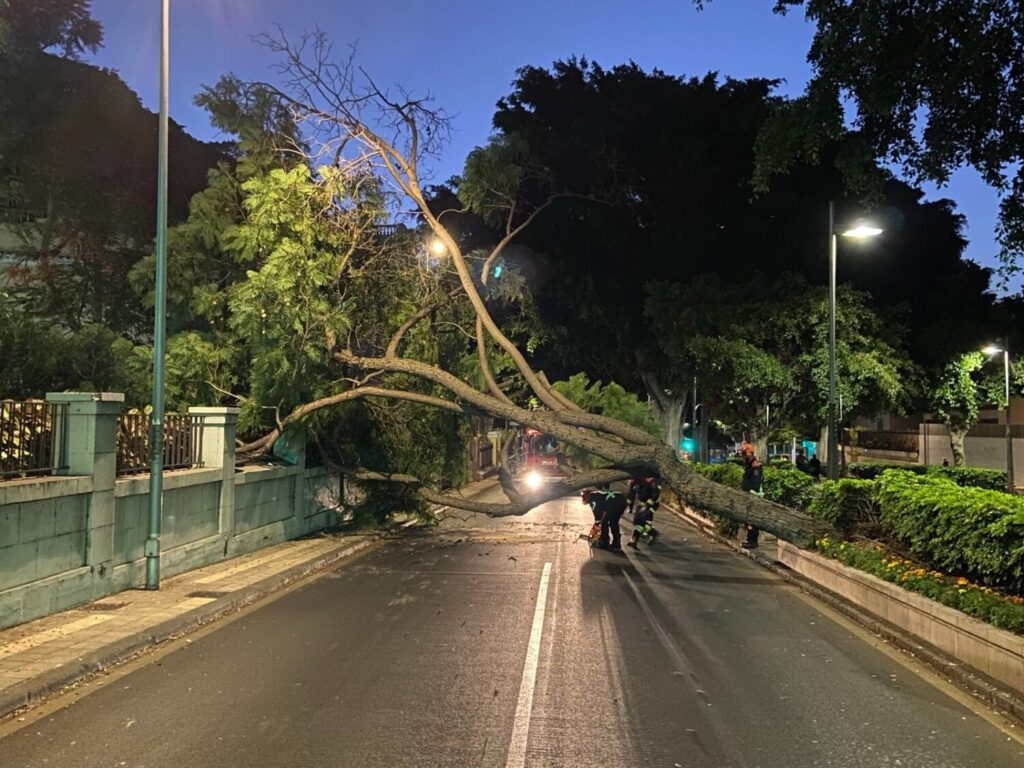 Cae árbol Santa Cruz