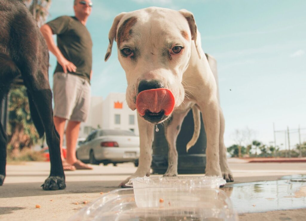 ¿Cómo cuidar y disfrutar de tus mascotas en verano a pesar del calor?