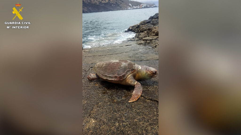 Intentan rescatar a una tortuga herida con anzuelos en una playa de Canarias