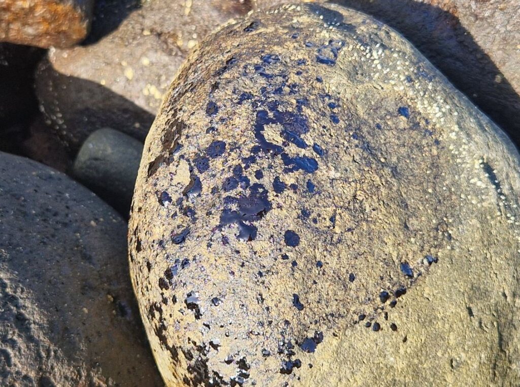 Así quedó la playa de La Restinga de Telde, en Gran Canaria, tras el vertido de fuel. Fuente Ayuntamiento de Telde