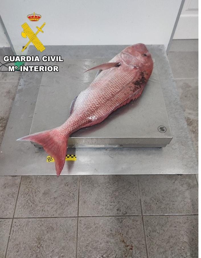 El SEPRONA incauta más de 200kg de pescado capturado de forma ilegal en Garachico. Los infractores superaban la captura máxima permitida