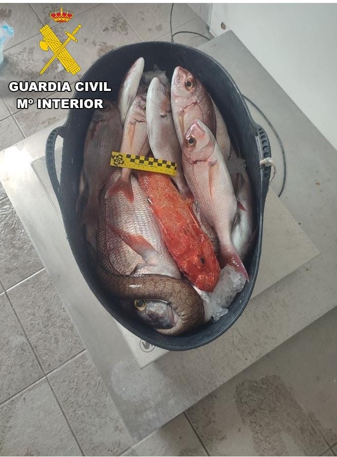 El SEPRONA incauta más de 200kg de pescado capturado de forma ilegal en Garachico. Los infractores superaban la captura máxima permitida