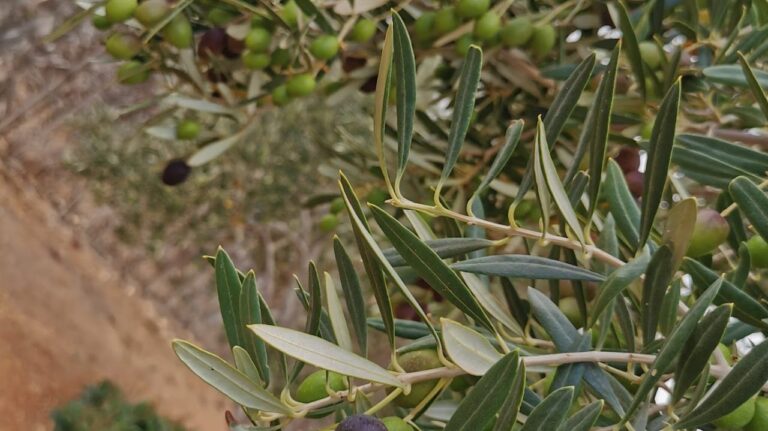 Sin producción de aceitunas y aceite en Fuerteventura