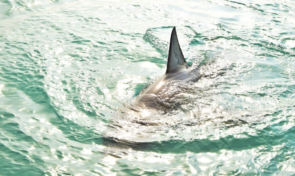 Mujer atacada por un tiburón. Imagen de recurso de Freepik