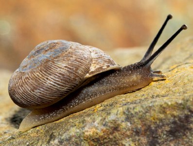 Descubierto un nuevo caracol en La Gomera