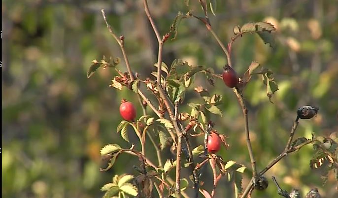 Descubren tres nuevas especies de rosas en Canarias