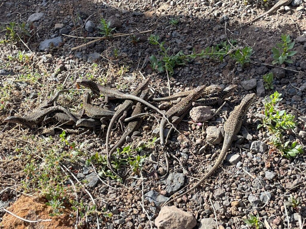 Lagarto Gigante de El Hierro. Fuente: Cabildo de El Hierro