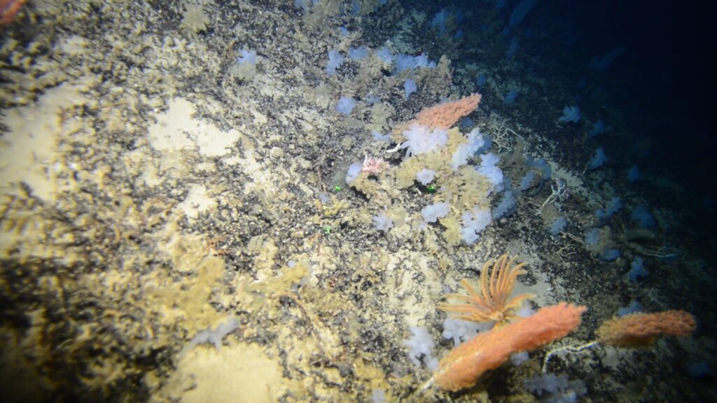 Localizan un alto número de corales y esponjas en los montes submarinos de Canarias