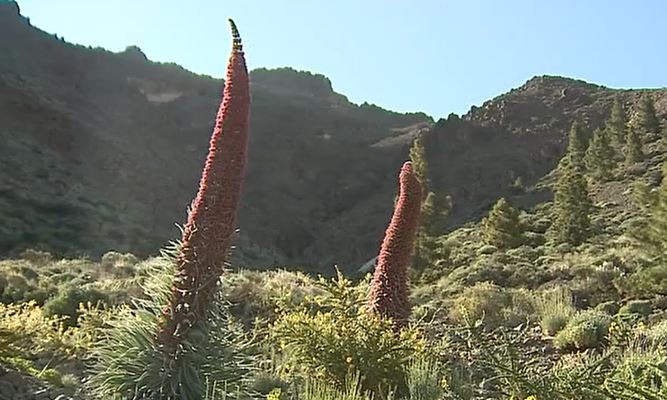 Imagen de dos tajinastes rojos, una de las especies endémicas de Canarias