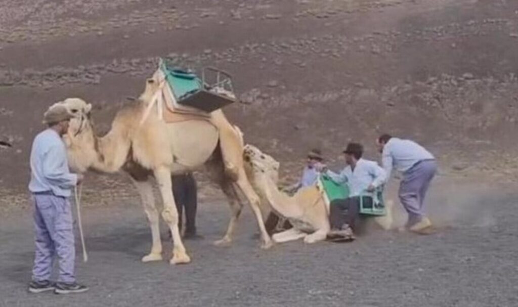 Fotograma del vídeo que grabó una turista en Timanfaya denunciando el maltrato a un camello.