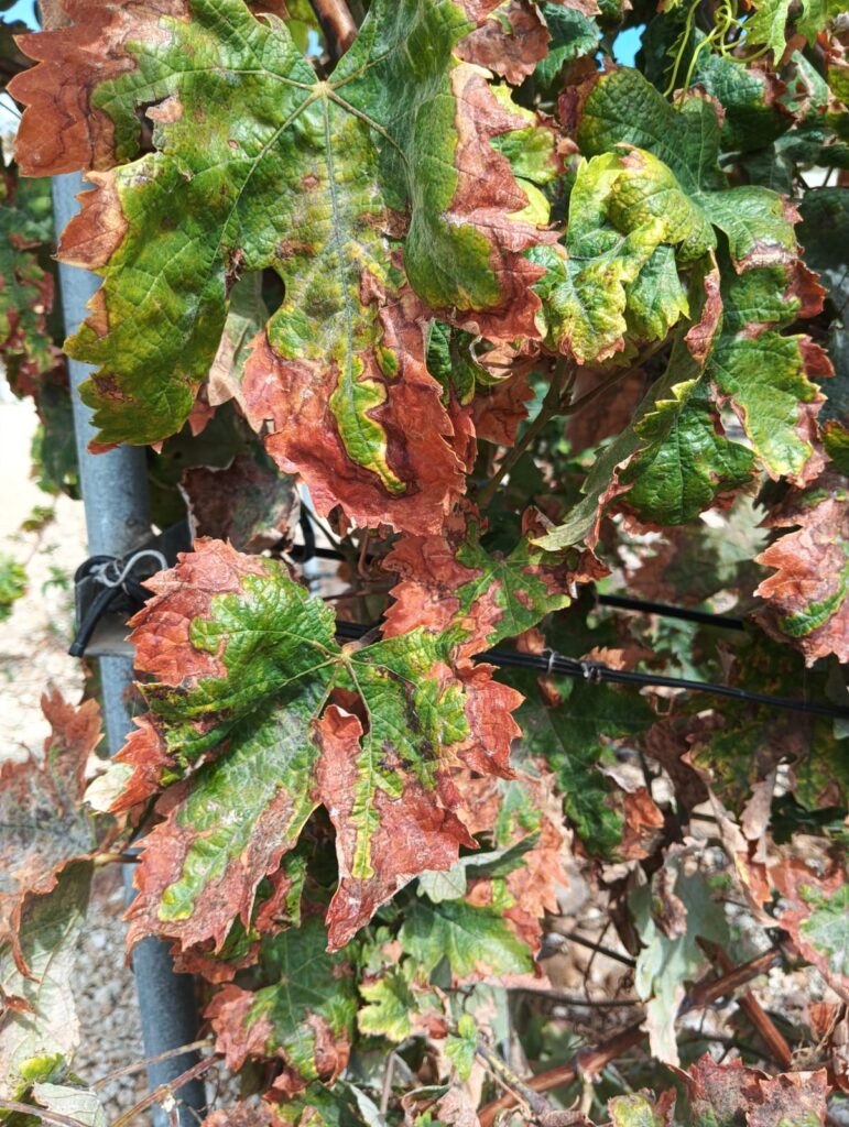 Imagen de las hojas secas por el mosquito verde que pueden llegar a confundirse con un efecto de la falta de agua / Consejo de la Denominación de Origen de Abona