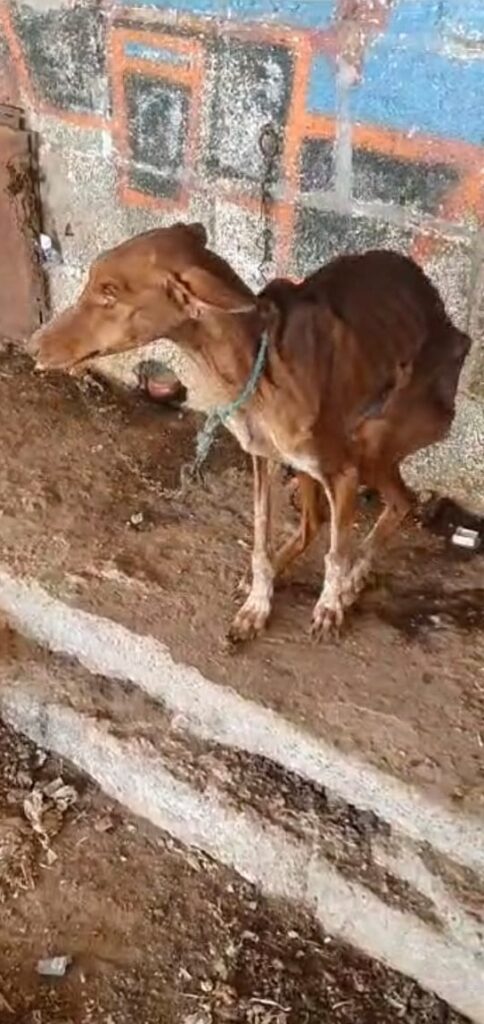 Estado en el que agentes de la Policía Local de Santa Cruz se encontraron al animal / Ayuntamiento de Santa Cruz de Tenerife 