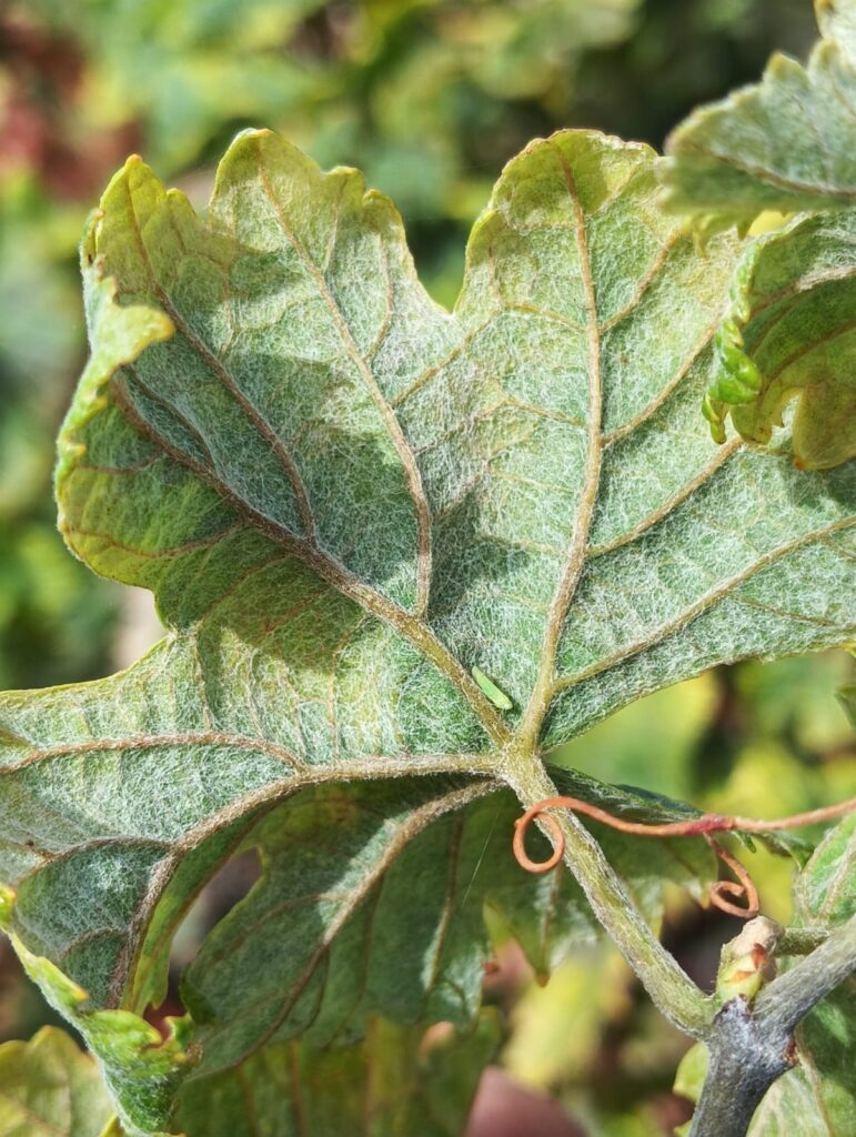 Detalle del mosquito verde en el reverso de una hoja de viña / Consejo Regulador de la Denominación de Origen de Abona 