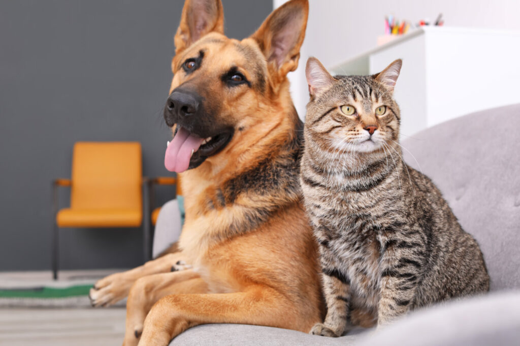 Una perro y un gato descansan sobre el sofá.