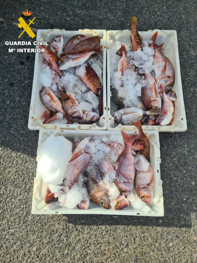 Imagen del pescado recogido por la Guardia Civil y que ha terminado en denuncia para el pescador profesional / Guardia Civil 