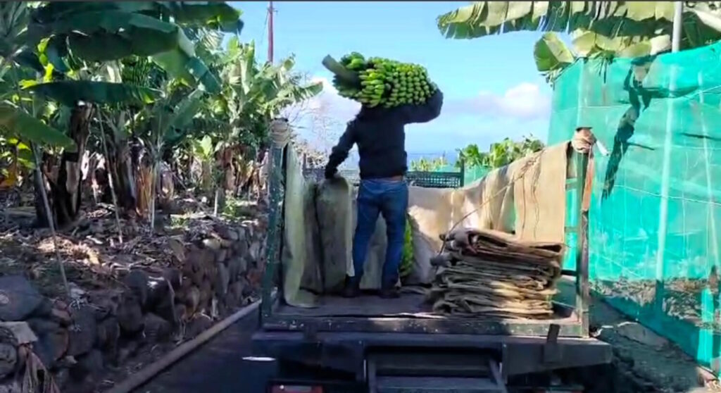 Defensa del plátano canario. Imagen cedida