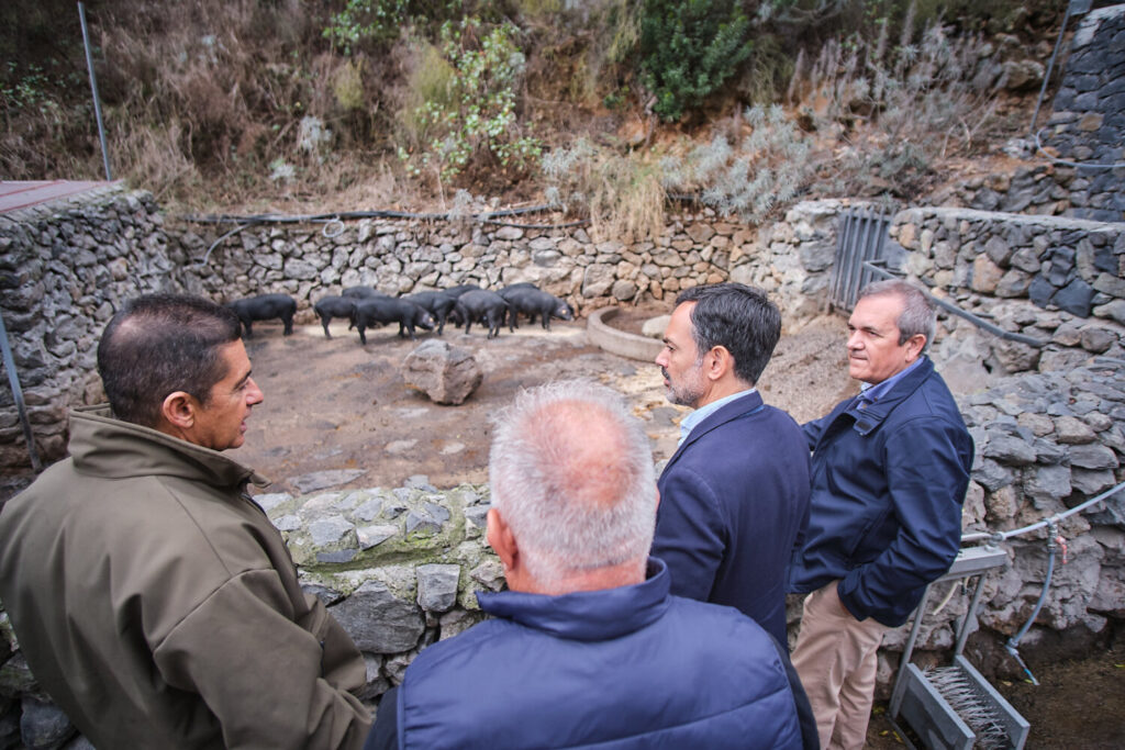 El Cochino Negro Canario, raza autóctona. Presentación de la Marca Cochino Negro Canario en Tenerife/ Cabildo de Tenerife.