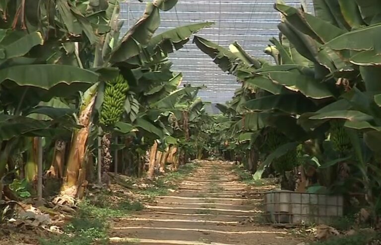 Fincas del norte de Gran Canaria generan 4.500 toneladas de desechos agrícolas que sirven para generar electricidad