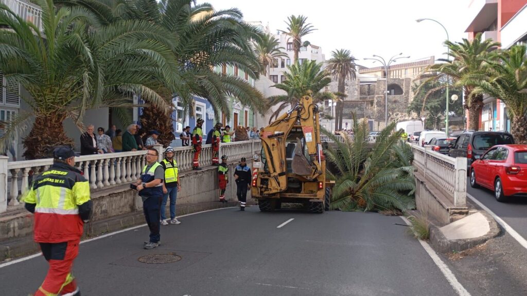 Cae una palmera en la calle Bravo murillo en la capital grancanaria