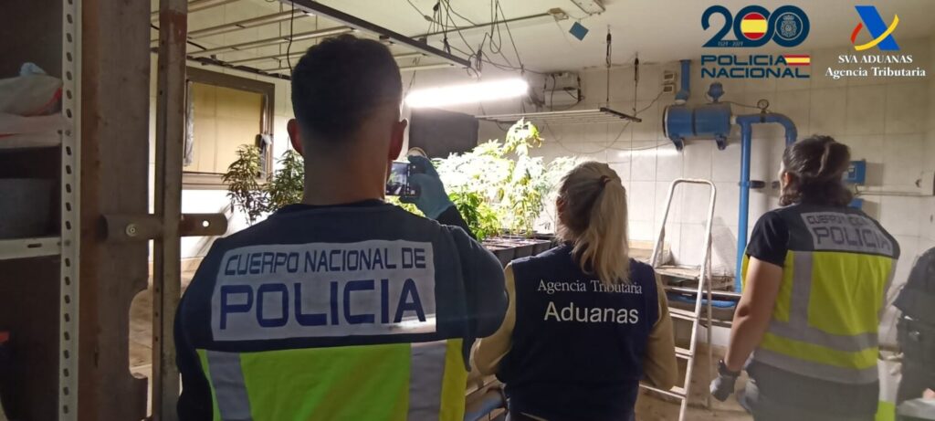 Plantación de marihuana en Puerto del Rosario. Imagen Policía Nacional