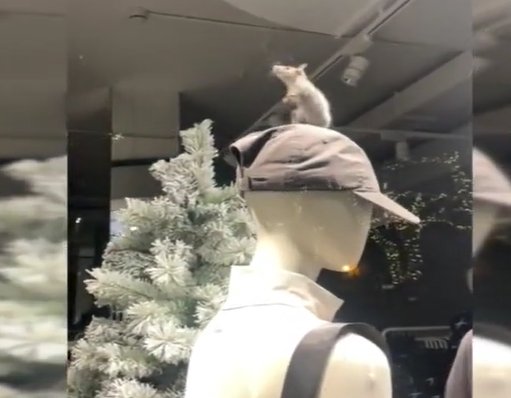 Una rata en un comercio de Mesa y López, en Las Palmas de Gran Canaria